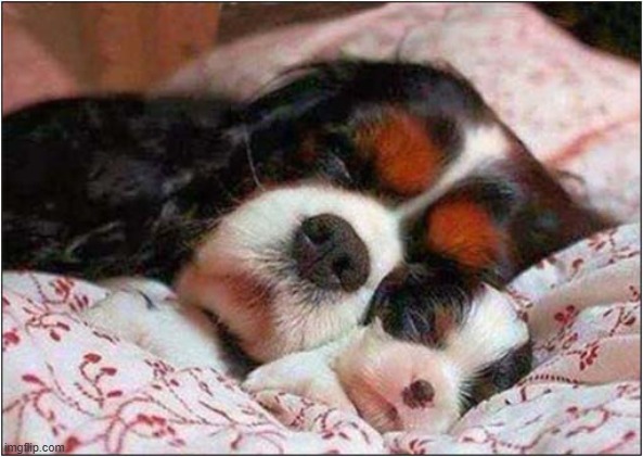 Just Awww ! | image tagged in dogs,puppy,sleeping | made w/ Imgflip meme maker