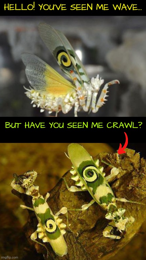 Spiny Flower Mantis | HELLO! YOU'VE SEEN ME WAVE... BUT HAVE YOU SEEN ME CRAWL? | image tagged in insects | made w/ Imgflip meme maker