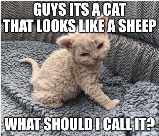 GUYS ITS A CAT THAT LOOKS LIKE A SHEEP; WHAT SHOULD I CALL IT? | image tagged in cat | made w/ Imgflip meme maker