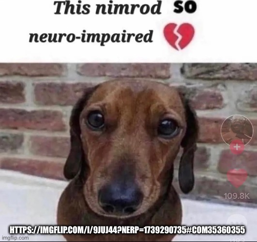 this nimrod so neuro-impaired | HTTPS://IMGFLIP.COM/I/9JUJ44?NERP=1739290735#COM35360355 | image tagged in this nimrod so neuro-impaired | made w/ Imgflip meme maker