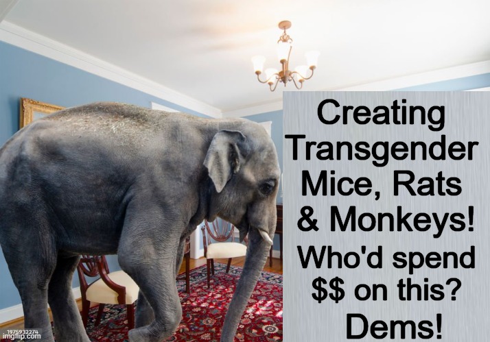 Said the wise old elephant... | Creating 
Transgender 

Mice, Rats 
& Monkeys! Who'd spend 
$$ on this? Dems! | image tagged in elephant in the room,democrats,crazy,idiots,mental illness,trans | made w/ Imgflip meme maker