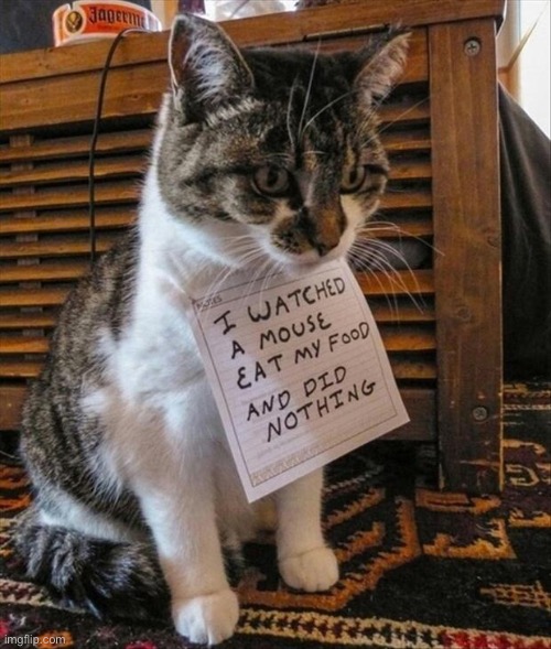 You should’ve seen the size of that mouse! | image tagged in cute cat | made w/ Imgflip meme maker