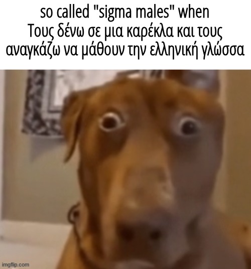 Scare Doggo | so called "sigma males" when Τους δένω σε μια καρέκλα και τους αναγκάζω να μάθουν την ελληνική γλώσσα | image tagged in scare doggo | made w/ Imgflip meme maker