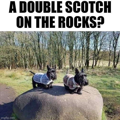 A Double Scotch On The Rocks? | A DOUBLE SCOTCH ON THE ROCKS? | image tagged in chris joines | made w/ Imgflip meme maker