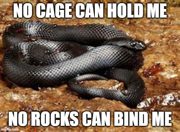 NO CAGE CAN HOLD ME; NO ROCKS CAN BIND ME | made w/ Imgflip meme maker