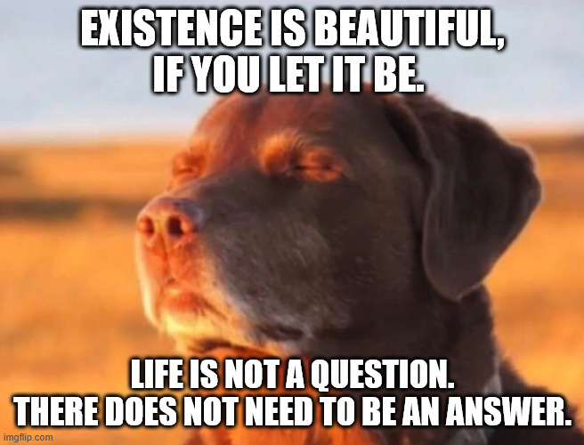 Let it be beautiful, my friends | EXISTENCE IS BEAUTIFUL, IF YOU LET IT BE. LIFE IS NOT A QUESTION. THERE DOES NOT NEED TO BE AN ANSWER. | image tagged in dog accepting fate,zen,peace | made w/ Imgflip meme maker