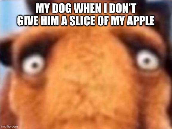 distressed manfred | MY DOG WHEN I DON’T GIVE HIM A SLICE OF MY APPLE | image tagged in distressed manfred | made w/ Imgflip meme maker