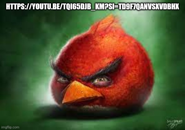 Realistic Red Angry Birds | HTTPS://YOUTU.BE/TQI65DJB_KM?SI=TD9F7QANVSXVDBHX | image tagged in realistic red angry birds | made w/ Imgflip meme maker