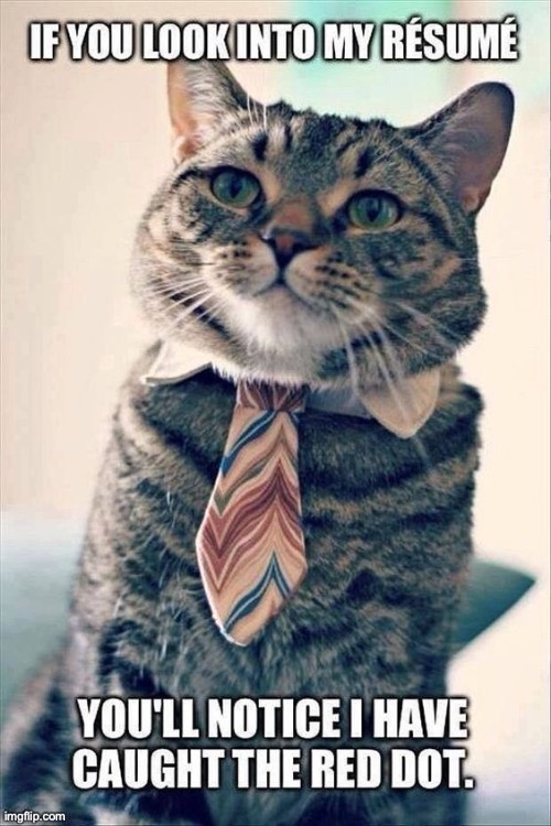 “I’m the right cat for the job…” | image tagged in funny cats | made w/ Imgflip meme maker