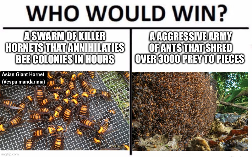 When the two species shall cross path with one another | A SWARM OF KILLER HORNETS THAT ANNIHILATIES BEE COLONIES IN HOURS; A AGGRESSIVE ARMY OF ANTS THAT SHRED OVER 3000 PREY TO PIECES | image tagged in memes,who would win,nature,insects | made w/ Imgflip meme maker