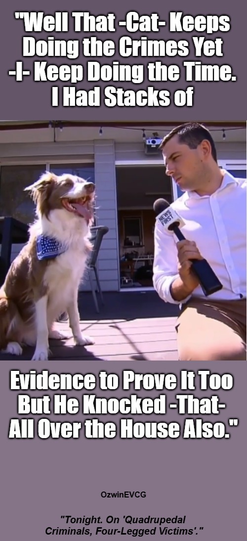 [T TV V] | image tagged in dogs,cats,interview,crime show,life with pets,real talk | made w/ Imgflip meme maker