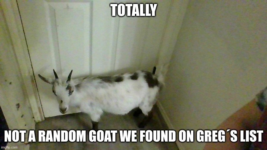 the goat | TOTALLY; NOT A RANDOM GOAT WE FOUND ON GREG´S LIST | image tagged in the goat | made w/ Imgflip meme maker