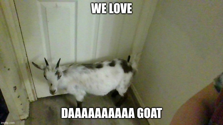 the goat | WE LOVE; DAAAAAAAAAA GOAT | image tagged in the goat | made w/ Imgflip meme maker