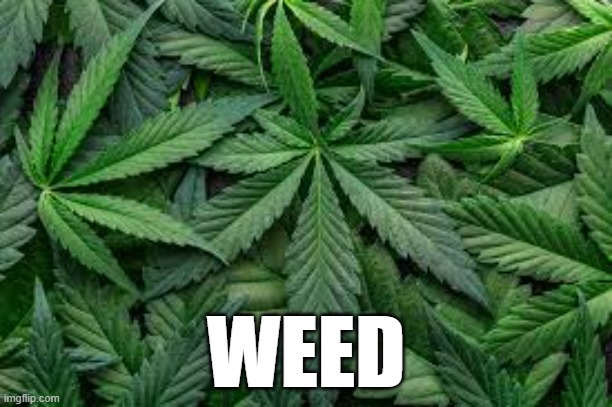 WEED | WEED | image tagged in weed | made w/ Imgflip meme maker