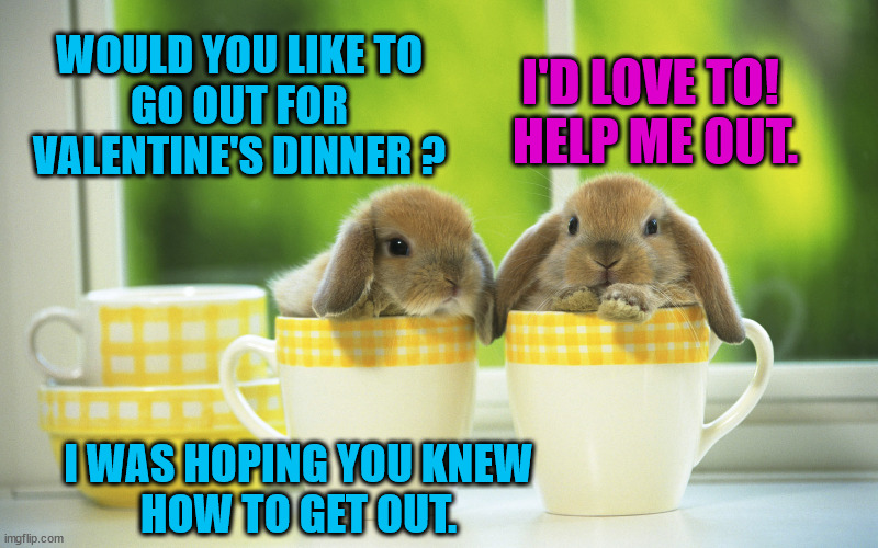 Hop to it! | I'D LOVE TO!  HELP ME OUT. WOULD YOU LIKE TO
GO OUT FOR
VALENTINE'S DINNER ? I WAS HOPING YOU KNEW

HOW TO GET OUT. | image tagged in bunnies,cute bunny,cute animals,dating,happy valentine's day | made w/ Imgflip meme maker