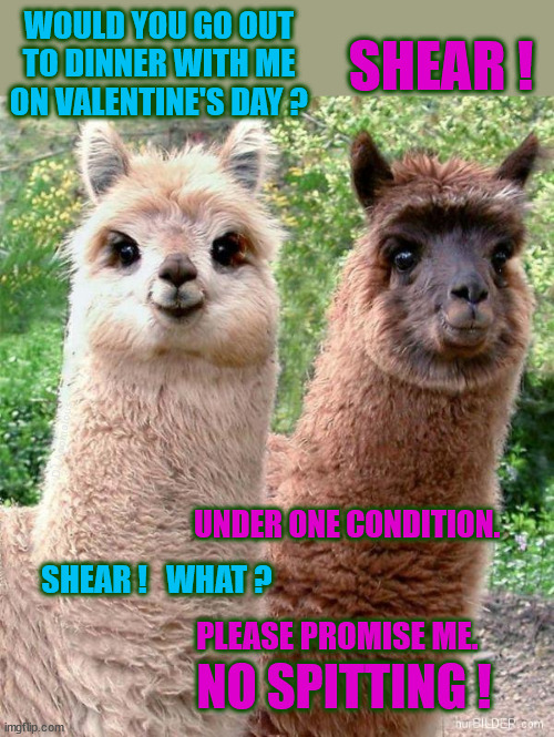 Will he follow through? | WOULD YOU GO OUT
TO DINNER WITH ME
ON VALENTINE'S DAY ? SHEAR ! DJ Anomalous; UNDER ONE CONDITION. SHEAR !   WHAT ? PLEASE PROMISE ME. NO SPITTING ! | image tagged in alpaca,dating,cute animals,dinner,manners,happy valentine's day | made w/ Imgflip meme maker