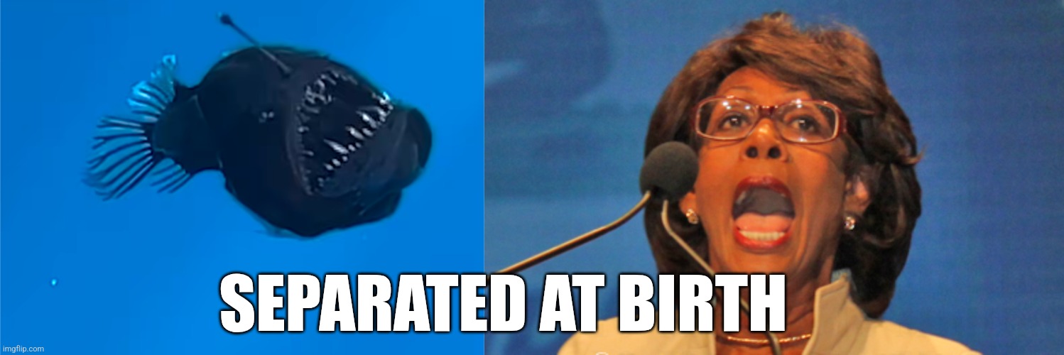 SEPARATED AT BIRTH | image tagged in maxine waters | made w/ Imgflip meme maker