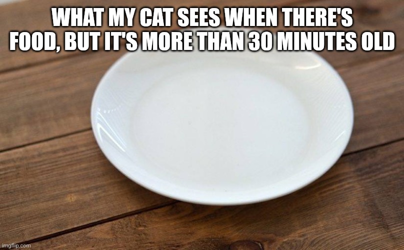 cat view | WHAT MY CAT SEES WHEN THERE'S FOOD, BUT IT'S MORE THAN 30 MINUTES OLD | image tagged in empty plate | made w/ Imgflip meme maker