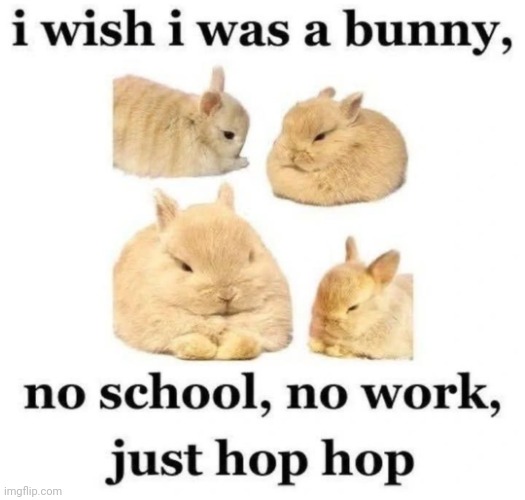 I wanna be a bunny ear so freakin bad | image tagged in hop hop,bunny,cute | made w/ Imgflip meme maker