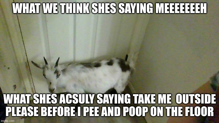 da goat when she needs to go to daa bathroom | WHAT WE THINK SHES SAYING MEEEEEEEH; WHAT SHES ACSULY SAYING TAKE ME  OUTSIDE PLEASE BEFORE I PEE AND POOP ON THE FLOOR | made w/ Imgflip meme maker