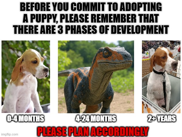 pet adoption - be careful what you ask for | BEFORE YOU COMMIT TO ADOPTING A PUPPY, PLEASE REMEMBER THAT THERE ARE 3 PHASES OF DEVELOPMENT; 2+ YEARS; 4-24 MONTHS; 0-4 MONTHS; PLEASE PLAN ACCORDINGLY | image tagged in dogs,funny dogs,dog,cute dog,puppy,cute puppies | made w/ Imgflip meme maker