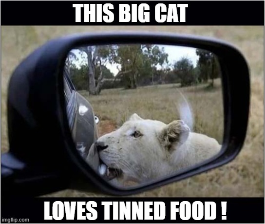 Why Is She Opening The Door ? | THIS BIG CAT; LOVES TINNED FOOD ! | image tagged in loins,cars,tinned food,eating,people,dark humour | made w/ Imgflip meme maker