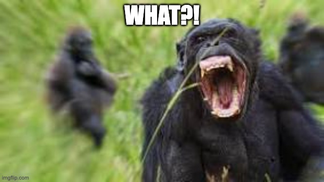 angry monke | WHAT?! | image tagged in angry monke | made w/ Imgflip meme maker