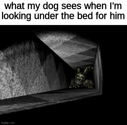 "the hell are you doing" | what my dog sees when I'm looking under the bed for him | image tagged in fnaf,fnaf 3,five nights at freddys,funny | made w/ Imgflip meme maker