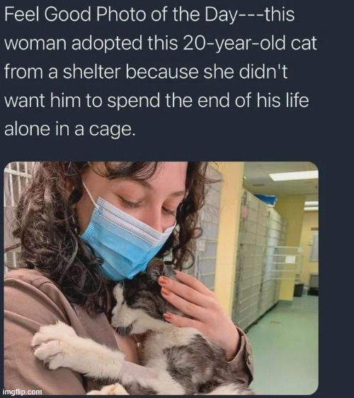 That's awesome | image tagged in cats,cute,animals,news,climbing,lattice climbing | made w/ Imgflip meme maker