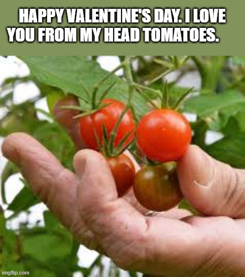 memes by Brad - Valentine's Day - I love you from my head tomatoes | HAPPY VALENTINE'S DAY. I LOVE YOU FROM MY HEAD TOMATOES. | image tagged in funny,fun,valentine's day,tomatoes,i love you,humor | made w/ Imgflip meme maker