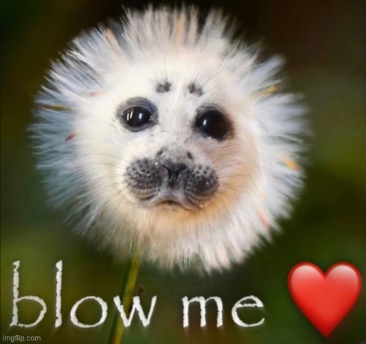 Blow me | image tagged in gifs,memes,funny,shitpost,seal,msmg | made w/ Imgflip meme maker