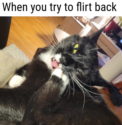 Not my cat. I don't have pets | When you try to flirt back | image tagged in flirting,funny cats | made w/ Imgflip meme maker