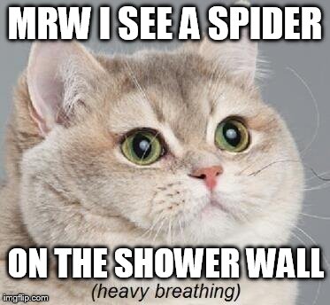 Heavy Breathing Cat Meme | MRW I SEE A SPIDER ON THE SHOWER WALL | image tagged in memes,heavy breathing cat | made w/ Imgflip meme maker