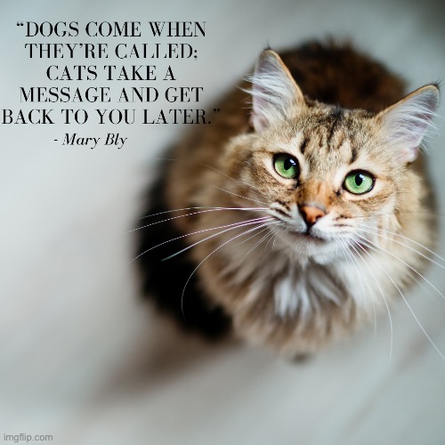 It’s true! | image tagged in i love cats | made w/ Imgflip meme maker