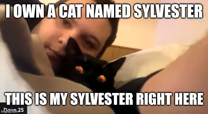 Dave25 | I OWN A CAT NAMED SYLVESTER; THIS IS MY SYLVESTER RIGHT HERE | image tagged in dave25,meme,memes,funny | made w/ Imgflip meme maker