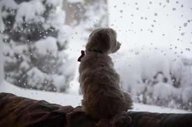 Snow day dog Blank Meme Template