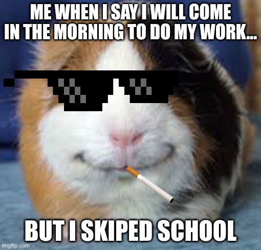 school memes | ME WHEN I SAY I WILL COME IN THE MORNING TO DO MY WORK... BUT I SKIPED SCHOOL | image tagged in guinea pig | made w/ Imgflip meme maker