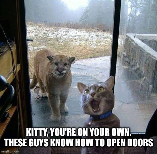 House Cat with Mountain Lion at the door | KITTY, YOU'RE ON YOUR OWN. THESE GUYS KNOW HOW TO OPEN DOORS | image tagged in house cat with mountain lion at the door | made w/ Imgflip meme maker