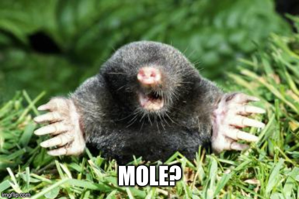 Mole | MOLE? | image tagged in mole | made w/ Imgflip meme maker