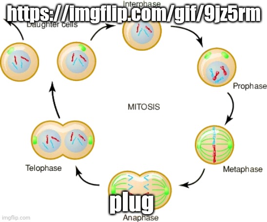 https://imgflip.com/gif/9jz5rm | https://imgflip.com/gif/9jz5rm; plug | image tagged in mitosis | made w/ Imgflip meme maker