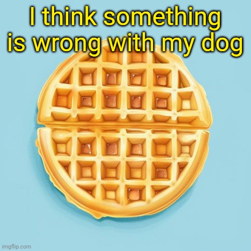 I heard my parents say something is wrong with her but idk | I think something is wrong with my dog | image tagged in waffle | made w/ Imgflip meme maker