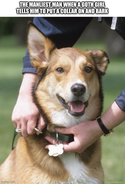 Putting Leash On Dog | THE MANLIEST MAN WHEN A GOTH GIRL TELLS HIM TO PUT A COLLAR ON AND BARK | image tagged in putting leash on dog | made w/ Imgflip meme maker