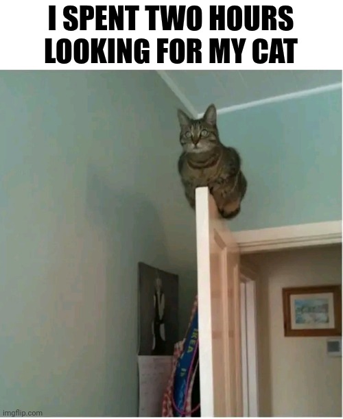 I Spent Two Hours Looking For My Cat | I SPENT TWO HOURS LOOKING FOR MY CAT | image tagged in chris joines | made w/ Imgflip meme maker