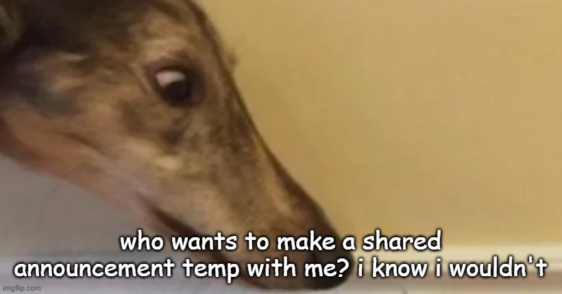 long nose dog | who wants to make a shared announcement temp with me? i know i wouldn't | image tagged in long nose dog | made w/ Imgflip meme maker