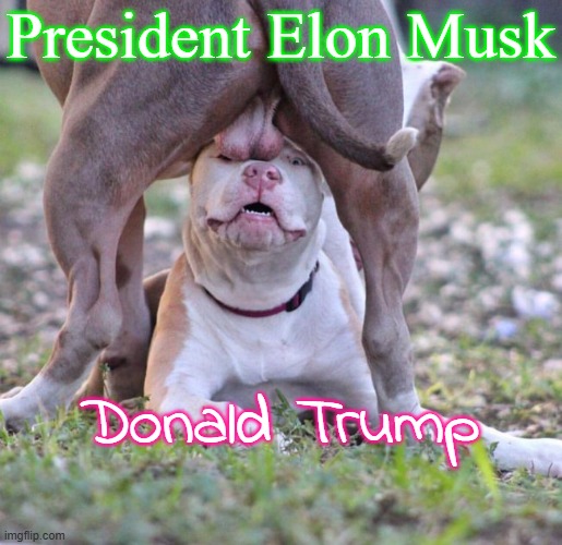 President Elon Musk and Donald Trump.  Who's the boss? | President Elon Musk; Donald Trump | image tagged in republicans,oligarchy,alpha male,beta male,alt-right,mammon worshipers | made w/ Imgflip meme maker