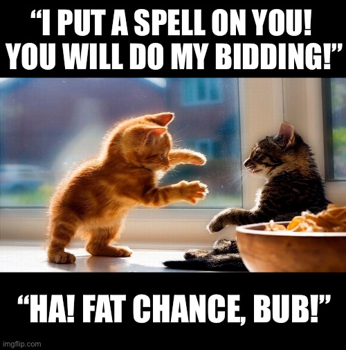 “Your magic is no good here!…” | “I PUT A SPELL ON YOU! 
YOU WILL DO MY BIDDING!”; “HA! FAT CHANCE, BUB!” | image tagged in cute cats | made w/ Imgflip meme maker