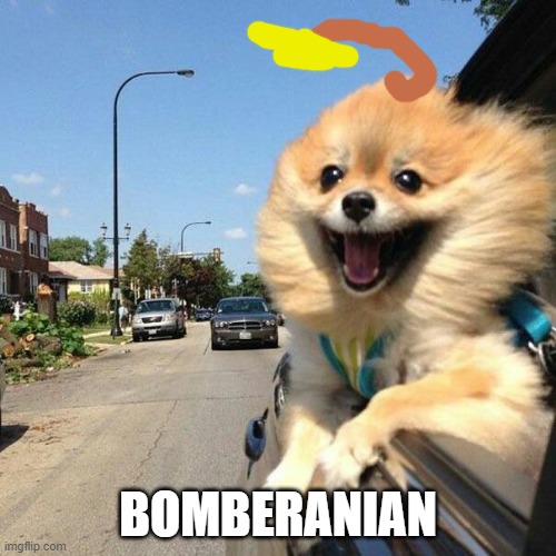 Smiling Pomeranian | BOMBERANIAN | image tagged in smiling pomeranian | made w/ Imgflip meme maker