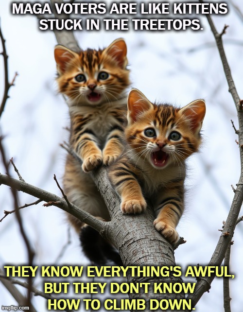 MAGA VOTERS ARE LIKE KITTENS 
STUCK IN THE TREETOPS. THEY KNOW EVERYTHING'S AWFUL, 
BUT THEY DON'T KNOW 
HOW TO CLIMB DOWN. | image tagged in maga,confused,trump,senile | made w/ Imgflip meme maker