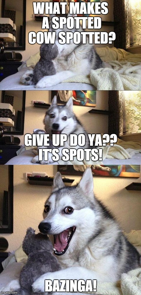 Bad Pun Dog | WHAT MAKES A SPOTTED COW SPOTTED? BAZINGA! GIVE UP DO YA??  IT'S SPOTS! | image tagged in memes,bad pun dog | made w/ Imgflip meme maker