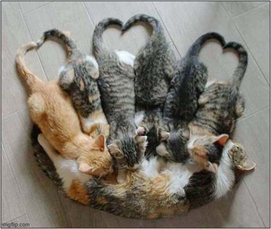 Tail Hearts ! | image tagged in cats,kittens,hearts | made w/ Imgflip meme maker